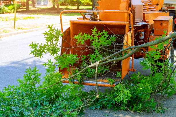 Best Emergency Tree Removal  in Rm Beach, WA