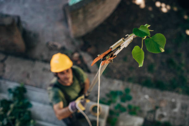 Best Tree Health Inspection  in Rm Beach, WA