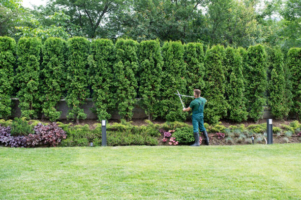 Best Tree Preservation Services  in Rm Beach, WA