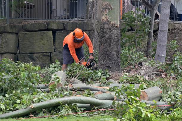 How Our Tree Care Process Works  in  Warm Beach, WA