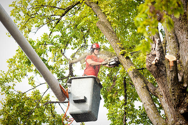 Trusted Warm Beach, WA Tree Services Experts